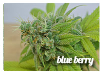 strains blue berry