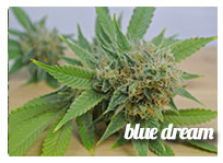 strains blue dream 