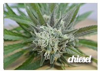strains chiesel