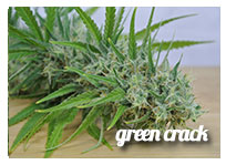 strains green crack