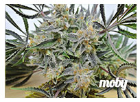 strains moby