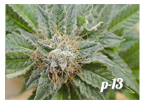 strains p13